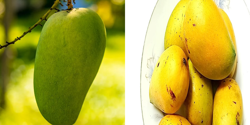 পাকা আম খাওয়ার উপকারিতা