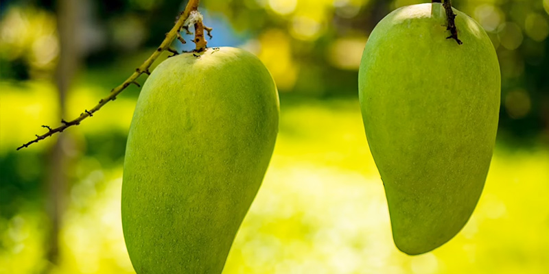 কাঁচা আম খাওয়ার উপকারিতা