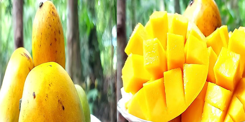পাকা আম খাওয়ার উপকারিতা