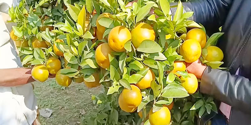 কমলালেবু
