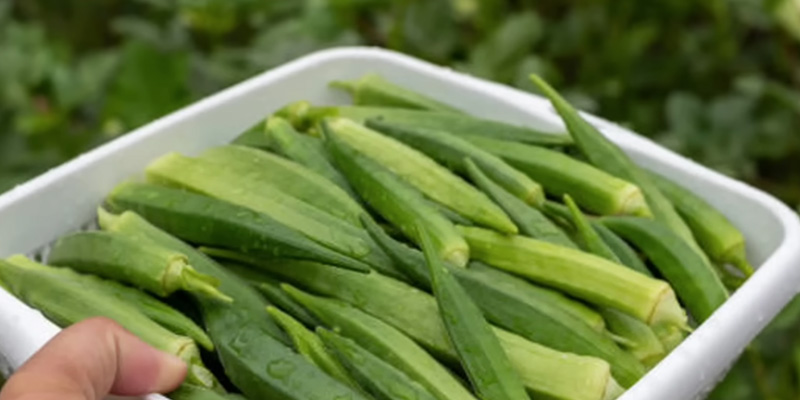ঢেঁড়স