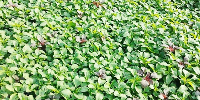 সবুজ শাকসবজি
