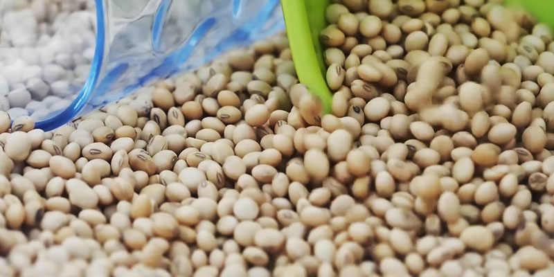 সয়াবিন